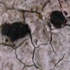 Toninia episema